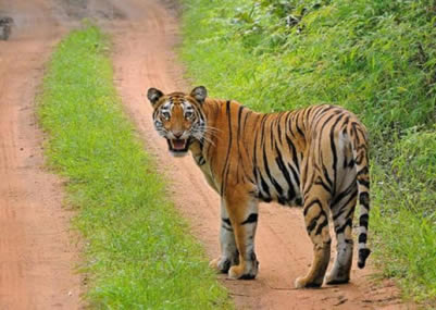 Tadoba National Park